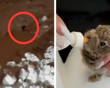 Tiniest Hare Saved By Police Officer During Massive Snowstorm