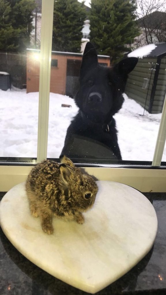 tiny hare rescue dublin airport