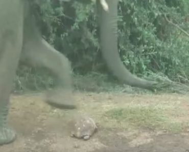 Frightened Tortoise Ends Up Lost In The Middle Of An Elephant Herd