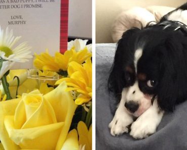 Woman Receives Flowers While She’s At Work, Then Realizes They Are From Her Dog…