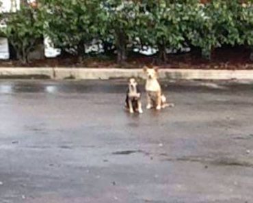 2 Loyal Dogs Refuse To Leave Each Other’s Side When Their Human Throws Them Away