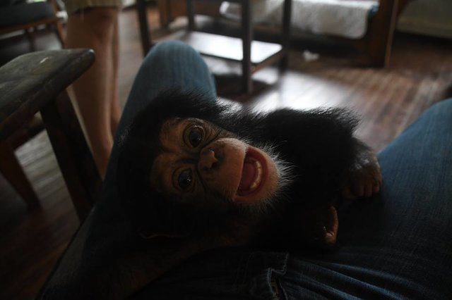 baby chimp cardboard box