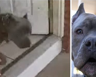 Mom’s Confused When Pit Bull Darts Outside, Then Realizes A Neighbor Is Being Beaten By Husband