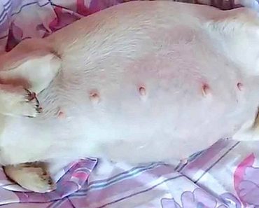 Pregnant Chihuahua With Giant Belly Goes Into Labor And Delivers Enormous Litter Of 10 Puppies