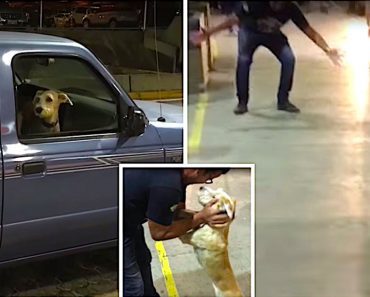 Dog Leaps Out Of Truck Window And Frantically Charges At Dad He Hasn’t Seen In 10 Days