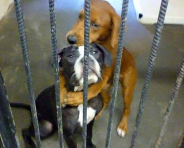 “Hugging Dogs” Photo Helps Two Pups Escape Euthanization And Find A Home