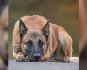 Tiny Owl And Giant Shepherd Dog Have The Cutest Interspecies Friendship You’ll Ever See