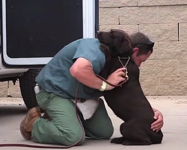 These Prison Inmates Formed Incredible Bonds With Abused Dogs