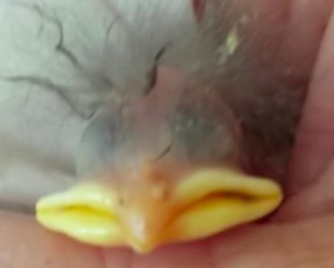 Mom Finds Odd-Looking Baby Bird Abandoned On Lawn And Documents How He Grows Over One Year
