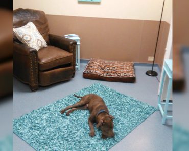 Shelter Creates Replica Of Cozy Living Room To Comfort Rescued Dogs