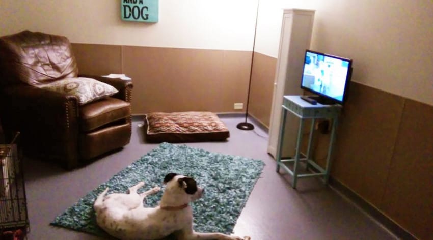 living room for rescued dogs