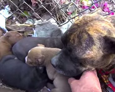 He Finds An Exhausted Mom, Now Watch What Happens When He Touches Her Puppies