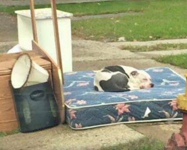 Family Moves And Abandons Pit Bull Like Trash, Then Neighbor Snaps A Photo To Beg For Help
