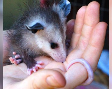 10 Surprising Facts About Possums That Prove They Aren’t Pests