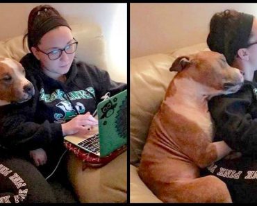 Sad Pit Bull Is Finally Adopted, Now He Can’t Stop Hugging His New Mom