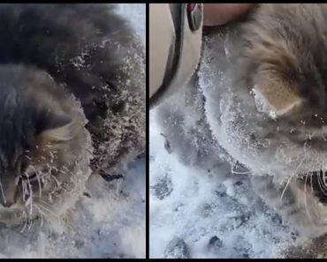 Couple Wonders Why Cat Out In The Cold Isn’t Moving, Then Realizes He’s Frozen In Place