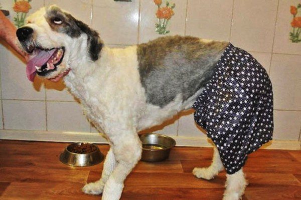 cocos dog transformation