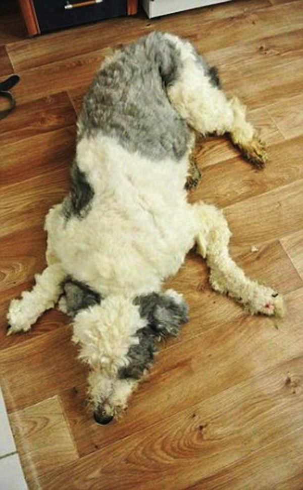 cocos dog transformation