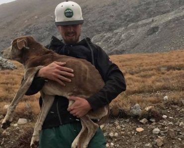 Climbers Follow Crying Sounds For 2 Days Before Discovering 14-Year-Old Dog Lost For 6 Weeks