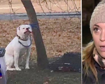 Woman Snaps Photo Of Dog Tied To Tree In Freezing Cold And Finds Owner’s Note About Him