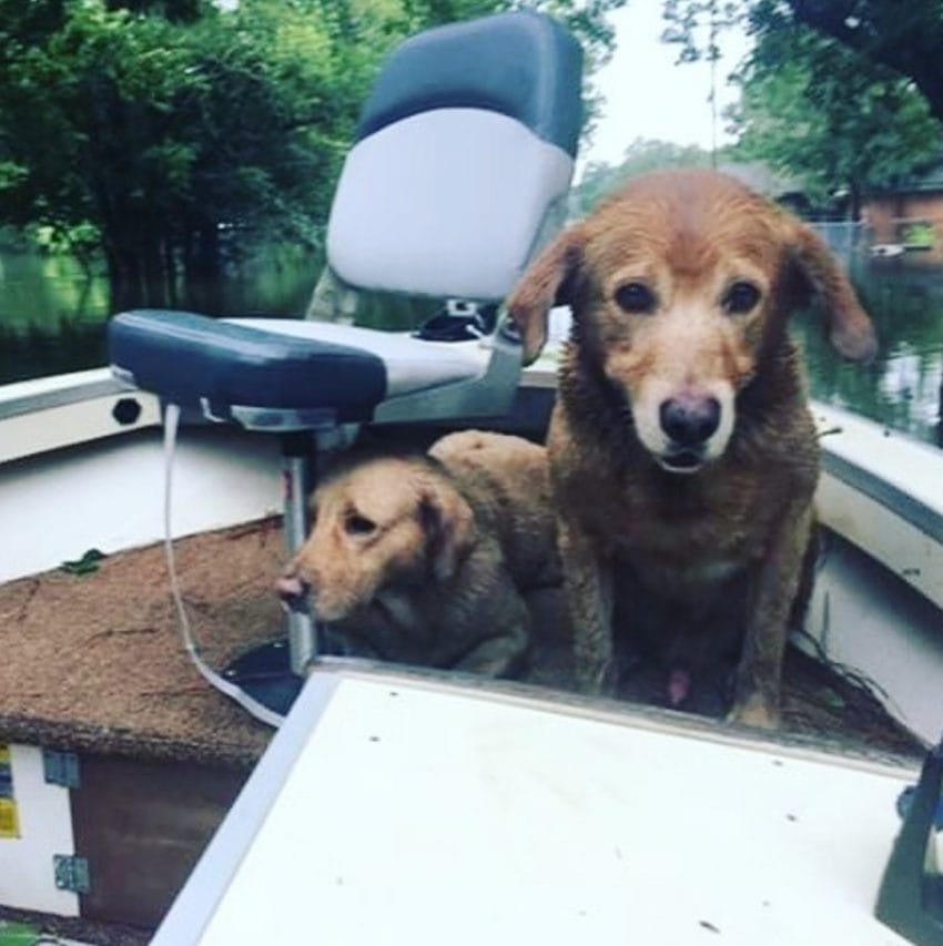 dogs rescued in boat