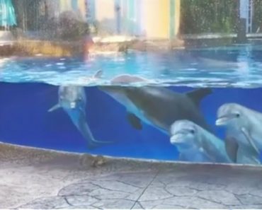 5 Curious Dolphins Mimicking Squirrels Show Just How Smart These Creatures Are