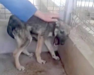 Abused Dog Shrieks In Fear Of Rescuers. Then The FBI Gets Involved With Finding Animal Torturers