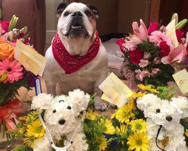 Wife Is Not Amused When Husband Sends Gorgeous Flowers Home But They’re Addressed To The Dog