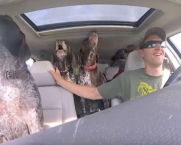 Dad Put Camera In Car To Show 4 Dogs Flipping Out When They Hear They’re Going To The Park