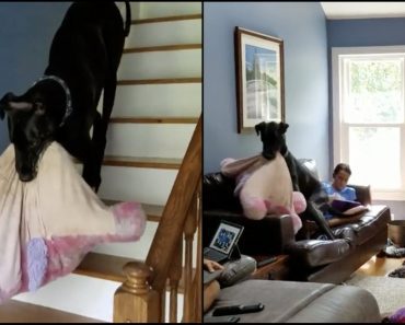 Huge Great Dane Carries His Favorite Unicorn Pillow Across House So He Can Watch Soccer On Couch