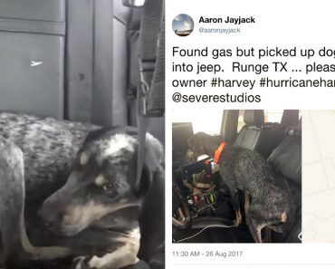 Scared Dog Keeps Following Man During Hurricane Harvey, So He Posts Message Online For Owners