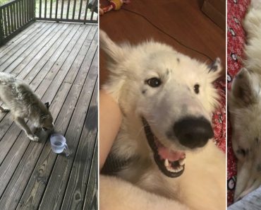 Starving White Dog Wanders Onto Porch Before Hurricane Irma So Homeowners Decide To Keep Her