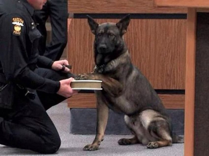 k9 officer holding hands with dog