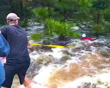 Man Spots Dog Clinging To Tree In Rushing Water, Ties Yellow Rope To Waist And Swims Out To Help