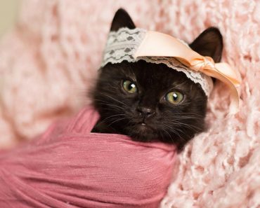 World’s Most Patient Kitten Poses For Newborn Photo Shoot That’s Too Cute To Handle