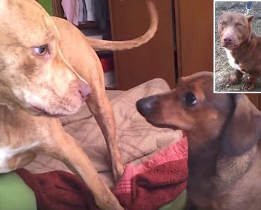 Pit Bull Gets Dachshund Pregnant And Their Strange-Looking Puppy Becomes Internet Sensation
