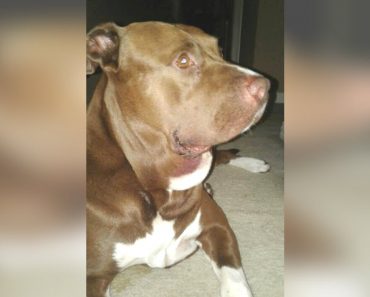 Man Walks Pit Bull Without Leash, Then Hears Young Boy Scream When Dog Attacks Poisonous Snake
