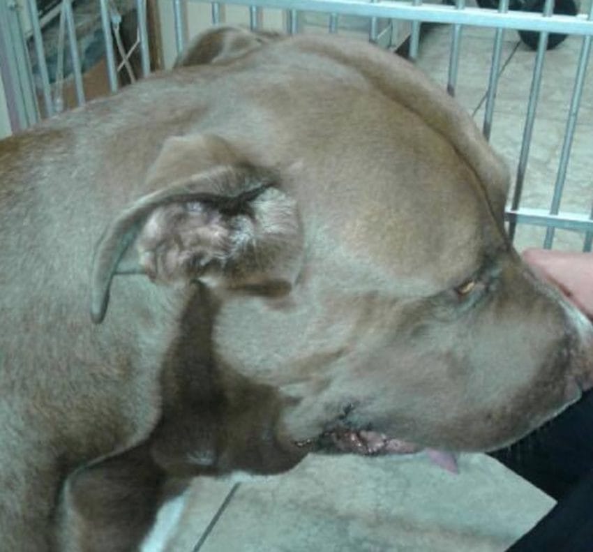 pit bull saves boy copperhead