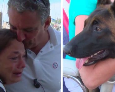 Dog Swims 6 Miles After Falling Overboard, Walks Another 12 To Reunite With Her Family