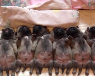 There’s Nothing Cuter Than These Sleepy Newborn Pugs