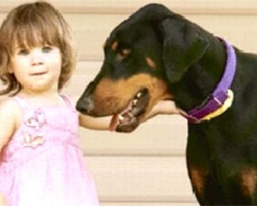 Hero Rescue Dog Grabs A Toddler By The Diaper And Throws Her When He Spots A Killer Snake