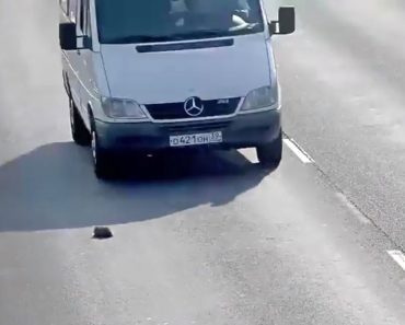 Man Spots Kitten On The Highway, Then Slams On The Brakes And Jumps Out Of The Car