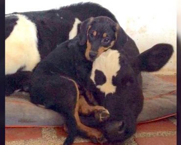 Abandoned Puppy And Veal Calf Form Inseparable Bond And Overcome Their Sad Pasts