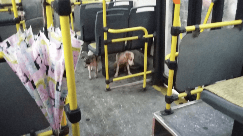 bus driver welcomes dogs