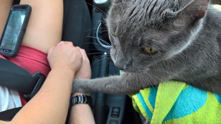 cat owner hold hands final car ride