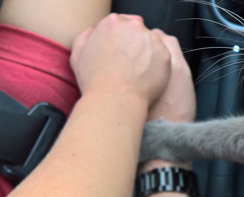cat owner hold hands final car ride