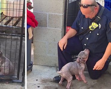 Puppy Is Sad At Shelter, Until She Reunites With The Firefighter Who Saved Her From Abuse