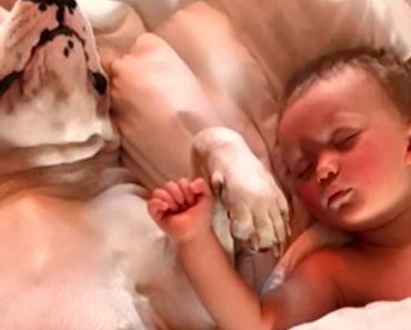 Dad Posts Incredible Bonding Moments Of His Kids And Dogs To Defend His Parenting Decisions
