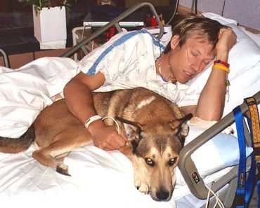 Doctors Tell Dog To Leave Owner’s Hospital Room Yet He Refuses To Be Anywhere But By His Side