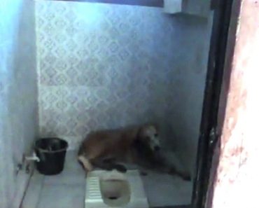 Abandoned Dog Curls Up To Die In A Family’s Bathroom, Then Realizes He’s Being Saved